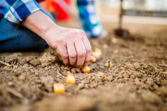 Plantează ceapa ca un profesionist: trucuri simple pentru regenerare automată fără efort!