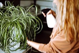 Plante spectaculoase care rezistă fără apă zile întregi – Înfrumusețează-ți locuința fără efort!