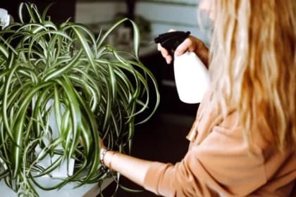 Plante spectaculoase care rezistă fără apă zile întregi – Înfrumusețează-ți locuința fără efort!