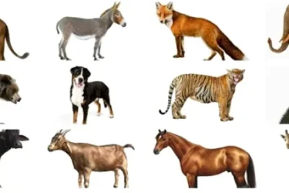 Singurul animal din lume cu patru genunchi, incapabil să sară!