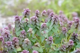 Planta de la marginea drumului: secretul sănătății inimii și circulației, ignorată de mulți ca o simplă buruiană