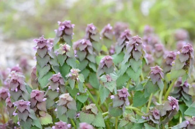 Planta de la marginea drumului: secretul sănătății inimii și circulației, ignorată de mulți ca o simplă buruiană Planta de la marginea drumului: secretul sănătății inimii și circulației, ignorată de mulți ca o simplă buruiană