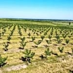 Livada de 4,6 milioane de euro din Satu Mare care a câștigat sprijinul uriașului Ferrero