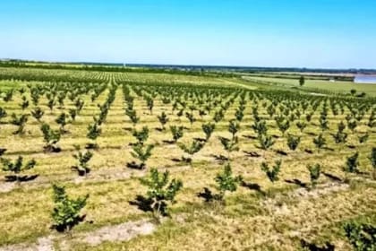 Livada de 4,6 milioane de euro din Satu Mare care a câștigat sprijinul uriașului Ferrero