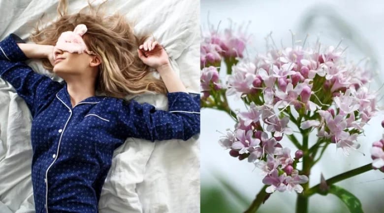 Planta naturală care combate stresul și ameliorează simptomele menopauzei, oferind un somn odihnitor