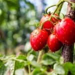 Secrete esențiale pentru o recoltă abundentă și gustoasă de roșii în luna iulie