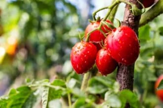 Secrete esențiale pentru o recoltă abundentă și gustoasă de roșii în luna iulie