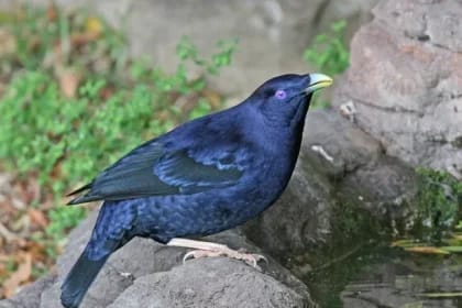 Singurul animal din lume care stăpânește arta „designului interior”: masculii construiesc grădini fascinante din obiecte colorate pentru a cuceri femelele