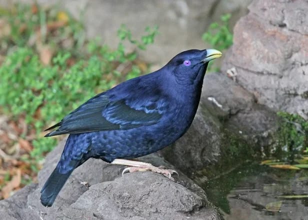 Singurul animal din lume care stăpânește arta „designului interior”: masculii construiesc grădini fascinante din obiecte colorate pentru a cuceri femelele