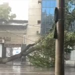 Alertă meteo în București, Ilfov și Prahova: Furtuna puternică doboară copaci în Capitală