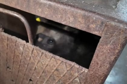 Primele detalii despre puiul ursoaicei ucise pe Transfăgărășan: starea actuală a animalului după ajungerea la sanctuar