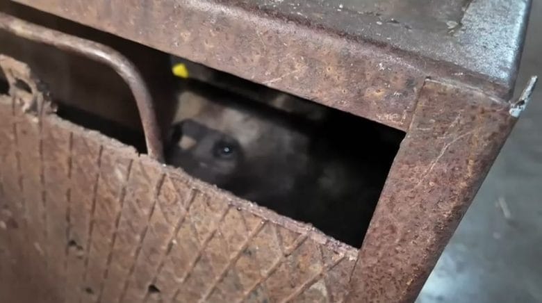 Primele detalii despre puiul ursoaicei ucise pe Transfăgărășan: starea actuală a animalului după ajungerea la sanctuar Primele detalii despre puiul ursoaicei ucise pe Transfăgărășan: starea actuală a animalului după ajungerea la sanctuar
