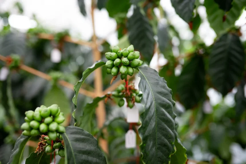 Cafeaua franțuzească cultivată în Mexic cucerește gusturile românilor Cafeaua franțuzească cultivată în Mexic cucerește gusturile românilor