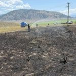 Pește scăpat de pasăre pradătoare pe linie de înaltă tensiune provoacă incendiu în Canada: „A vrut să guste pește gătit