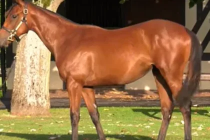 O iapă vândută în Franța pentru trei milioane de euro: ce a făcut-o să coste atât de mult