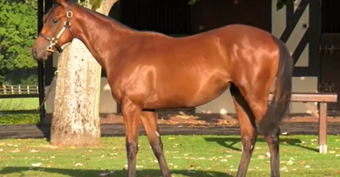 O iapă vândută în Franța pentru trei milioane de euro: ce a făcut-o să coste atât de mult