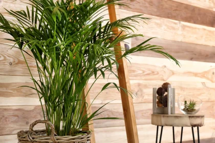 plante apartament