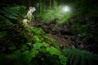 Orhideea-fantomă, „Sfântul Graal” al plantelor: descoperă una dintre cele mai rare și enigmatice specii de pe Pământ