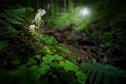 Orhideea-fantomă, „Sfântul Graal” al plantelor: descoperă una dintre cele mai rare și enigmatice specii de pe Pământ