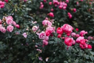 Când este momentul optim pentru tuns trandafirii toamna ca să înflorească mai mult și să reziste frigului