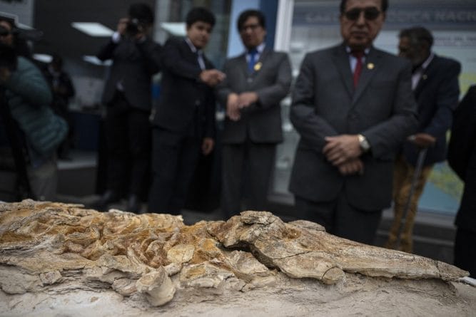 Descoperire uluitoare în Peru: fosile rare ale unui delfin vechi de 12 milioane de ani