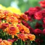 Plantele care aduc noroc și prosperitate în casă, potrivit Feng Shui, și care impresionează prin frumusețe