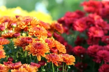 Plantele care aduc noroc și prosperitate în casă, potrivit Feng Shui, și care impresionează prin frumusețe