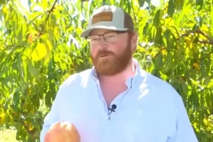 Greutatea uriașă a celei mai mari piersici din lume a cucerit Cartea Recordurilor