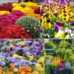 Planta miraculoasă care înflorește în frig și colorează balconul și grădina toamna