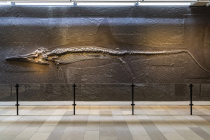 Dragonul-sabie de pe Coasta Jurasică: noua reptilă marină care răstoarnă istoria ihtiozaurilor