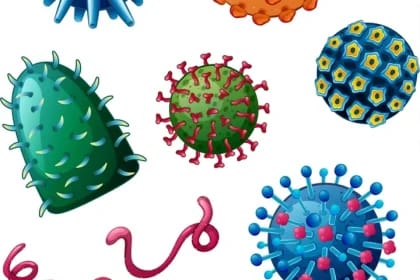 S-au descoperit sute de virusuri necunoscute care trăiesc în intestinul uman. Ele pot fi „trezite” de un îndulcitor natural