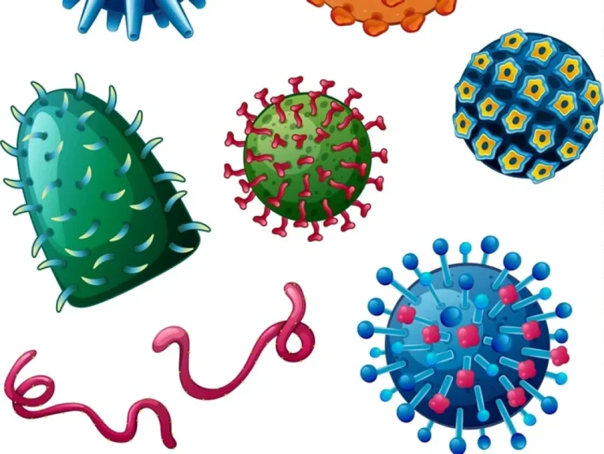S-au descoperit sute de virusuri necunoscute care trăiesc în intestinul uman. Ele pot fi „trezite” de un îndulcitor natural
