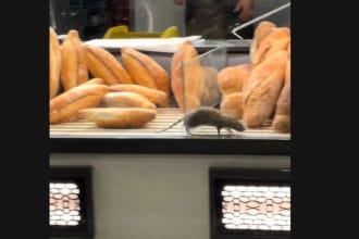 VIDEO Un șobolan a fost filmat în timp ce se plimbă printre pâini, în vitrina unei brutării din București. Măsurile luate de ANPC