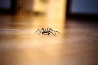 Cum să scapi de păianjenii din locuință. Trucul banal care ține aceste insecte la distanță