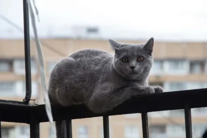 Riscurile ascunse din casă care pot pune în pericol viața animalelor de companie. La ce trebuie să fie atenți proprietarii