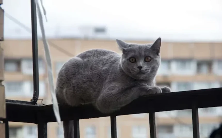 Pericole ascunse în casă care pot amenința viața animalelor de companie - ce trebuie să știe proprietarii Riscurile ascunse din casă care pot pune în pericol viața animalelor de companie. La ce trebuie să fie atenți proprietarii