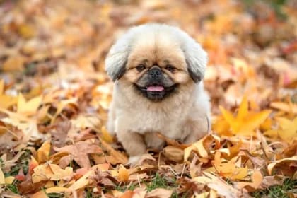 Vreme neobișnuită astăzi, 9 noiembrie. Ce spun meteorologii