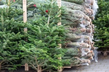 În magazine au apărut brazii naturali: Cât costă și cum alegi bradul perfect pentru Crăciun 2025