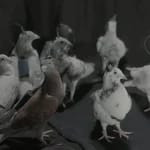 Rușii testează „porumbei-spioni” controlați prin cipuri cerebrale. Biodronele lui Putin ridică întrebări sumbre despre etică și militarizare