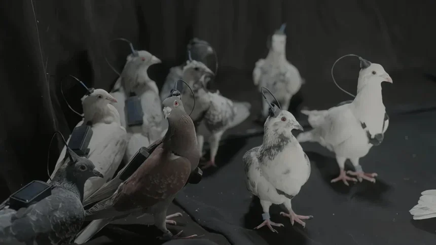 Porumbei controlați prin cipuri: testele Rusiei cu biodrone stârnesc îngrijorări etice și temeri de militarizare Rușii testează „porumbei-spioni” controlați prin cipuri cerebrale. Biodronele lui Putin ridică întrebări sumbre despre etică și militarizare