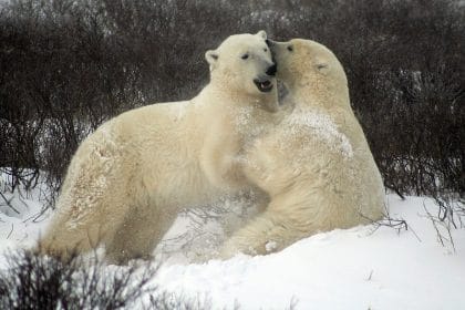 Urșii polari își modifică ADN-ul pentru a se adapta la încălzirea globală. Descoperirea făcută în Groenlanda