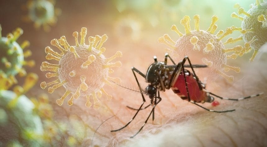 Pericol în România: virusul Chikungunya a ajuns — simptomele la care trebuie să fii atent Un virus extrem de periculos a ajuns în România. Chikungunya este transmis de țânțari. Care sunt simptomele