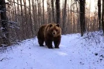 Astăzi este „Ziua ursului”. De ce românii îl consideră „animalul oracol” și ce tradiții se respectă în zonele rurale