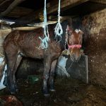 Individul care și-a incendiat calul acum cinci ani a comis noi atrocități. Și-a spânzurat câinele și a bătut un alt animal: „Șocant și inacceptabil”
