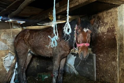 Individul care și-a incendiat calul acum cinci ani a comis noi atrocități. Și-a spânzurat câinele și a bătut un alt animal: „Șocant și inacceptabil”