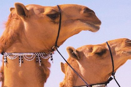 Cămile injectate cu acid hialuronic în buze și cu lifting facial, descalificate la un concurs de frumusețe