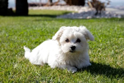 Drama unei familii de români blocate în Abu Dhabi din cauza câinelui lor: „E ca și copilul nostru”