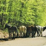 România, cutreierată de mii de cai sălbăticiți. Locurile unde pot fi întâlnite hergheliile libere