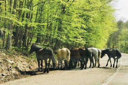 România, cutreierată de mii de cai sălbăticiți. Locurile unde pot fi întâlnite hergheliile libere