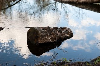 Primii oameni foloseau lemne aduse de apă pentru a aprinde focuri, în urmă cu 780.000 de ani